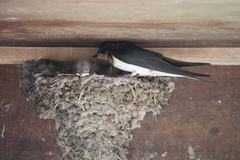 Hirundo rustica
