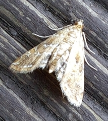 Elophila turbata