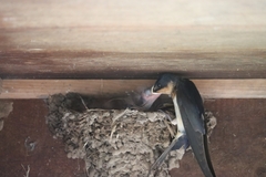 Hirundo rustica