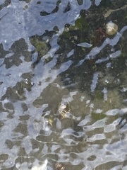 Limulus polyphemus