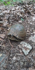 Terrapene carolina triunguis