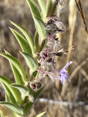 Trichostema lanceolatum