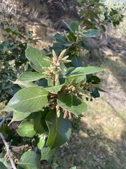 Rhus integrifolia × ovata