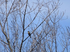 Pheucticus melanocephalus