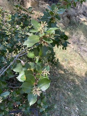 Rhus integrifolia × ovata