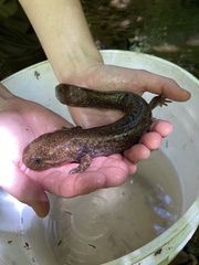 Dicamptodon tenebrosus