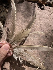 Salpinctes obsoletus