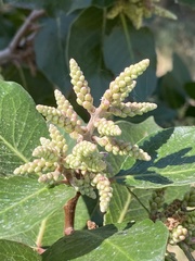 Rhus integrifolia × ovata