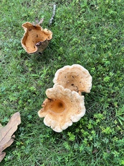 Lactarius psammicola