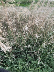 Bromus