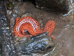 Pseudotriton ruber