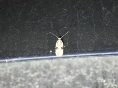 Agonopterix