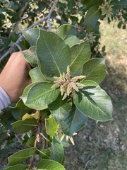 Rhus integrifolia × ovata