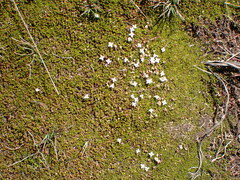 Arcytophyllum filiforme