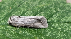Sympistis cibalis