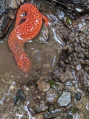 Pseudotriton ruber