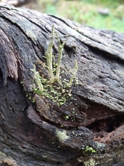 Cladonia ochrochlora
