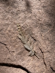 Salpinctes obsoletus