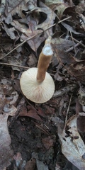 Lactifluus hygrophoroides