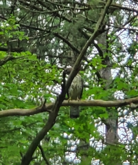 Accipiter