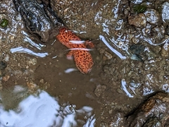 Pseudotriton ruber