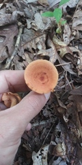 Lactifluus hygrophoroides