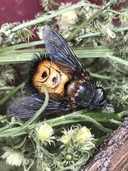 Paradejeania rutilioides