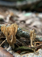 Ramaria stricta