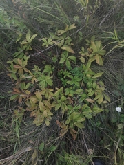 Potentilla chrysantha