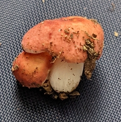 Russula