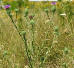 Cirsium vulgare