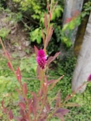 Celosia spicata