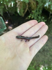 Dicamptodon tenebrosus