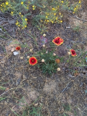 Gaillardia pulchella