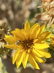 Salticidae
