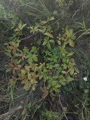 Potentilla chrysantha