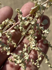 Atriplex lentiformis