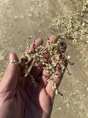 Atriplex lentiformis