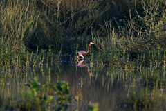 Egretta tricolor