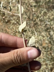 Atriplex lentiformis