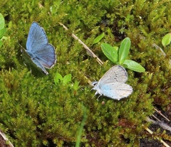 Plebejus anna