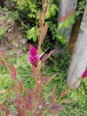 Celosia spicata