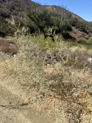 Atriplex lentiformis