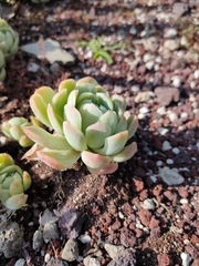 Echeveria elegans