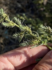 Bassia scoparia