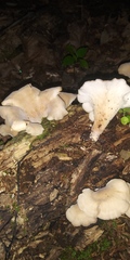 Hohenbuehelia angustata