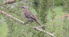 Mimus thenca
