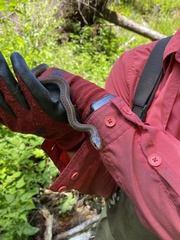 Thamnophis ordinoides