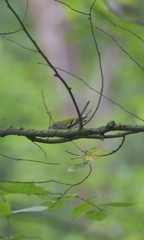 Setophaga pensylvanica