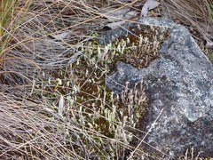 Cladonia verticillata